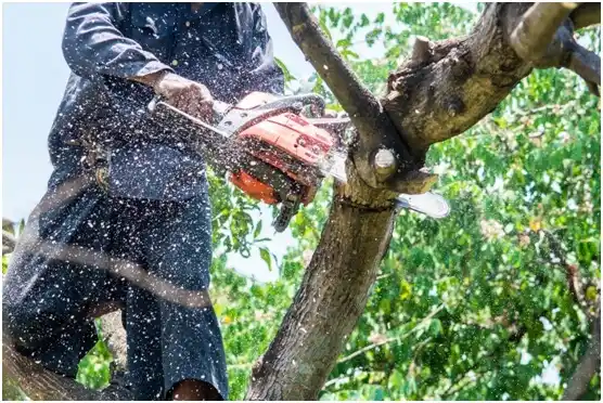 tree services Rocky Point